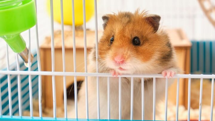 Alguns animais de estimação ocupam pouco espaço e são fáceis de cuidar (Imagem: TShaKopy | Shutterstock)