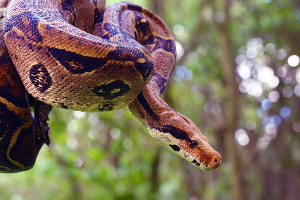 As cobras n&atilde;o t&ecirc;m ouvidos externos, mas conseguem identificar sons (Imagem: Karel Bartik | Shutterstock)