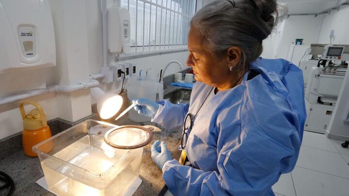 Produção de mosquitos Aedes Aegypti que não transmitem doenças começa em SC