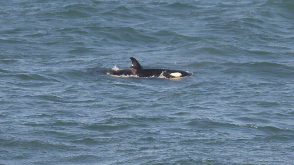 Orca faz aparição impressionante e surpreende observadores em Florianópolis