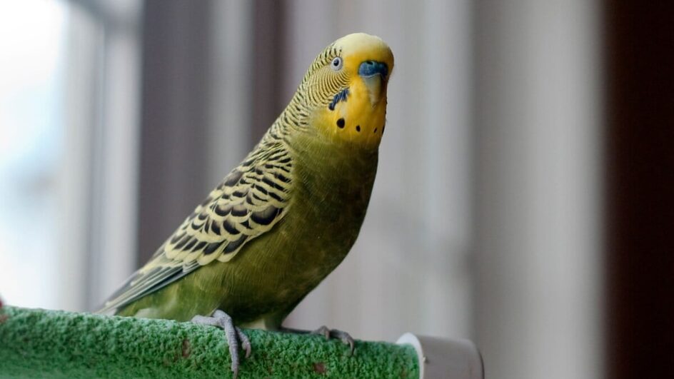 Os periquitos são pequenos pássaros coloridos e sociáveis (Imagem: UniqSnaps | Shutterstock)