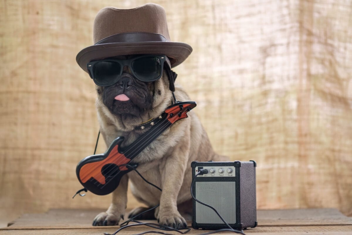 Artistas do rock podem servir de inspiração para o nome do seu cachorro (Imagem: Ezzolo | Shutterstock)