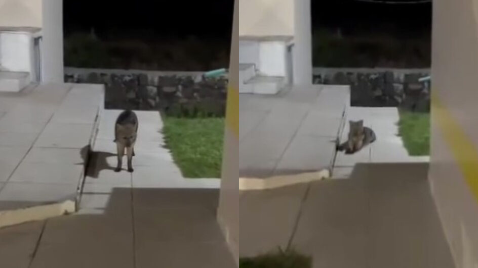 Raposa é vista "passeando" em posto da polícia em SC