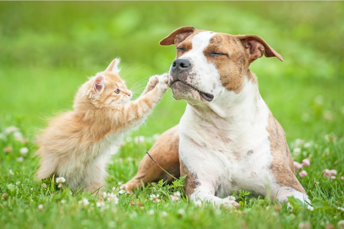 Doenças cardiovasculares também podem afetar a saúde dos pets (Imagem: Rita_Kochmarjova | Shutterstock)