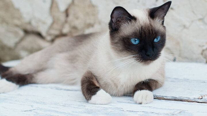O snowshoe é um gato que se destaca por suas patas brancas (Imagem: MelashaCat | Shutterstock)