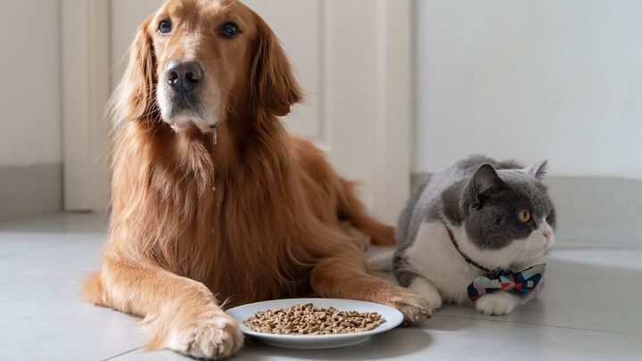 Alimentação segura e saudável mantém o bem-estar dos pets (Imagem: Chendongshan | Shutterstock)