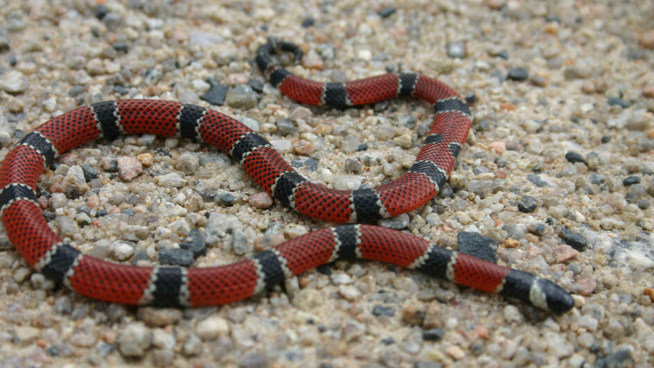 As cobras venenosas encontradas em SC que mais registram acidentes com humanos