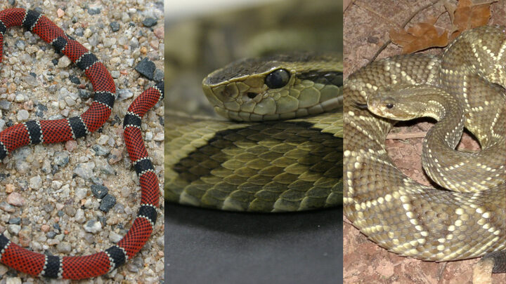 As cobras venenosas encontradas em SC que mais registram acidentes com humanos