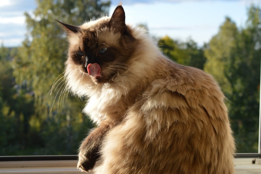 O gato balinês necessita de uma dieta rica em proteínas e com hidratação adequada (Imagem: Fazlyeva Kamilla | Shutterstock)