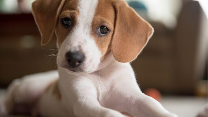 Os cachorros precisam de tempo para se adaptarem ao novo ambiente (Imagem: StephanieWestPhotography | Shutterstock)