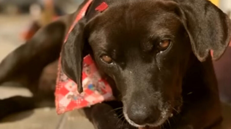 Cachorro do Corpo de Bombeiros é encontrado ferido na Grande Florianópolis (2)