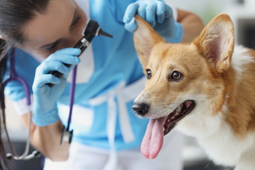 Com a idade, é comum os sentidos dos cachorros enfraqueceram (Imagem: megaflopp | Shutterstock)