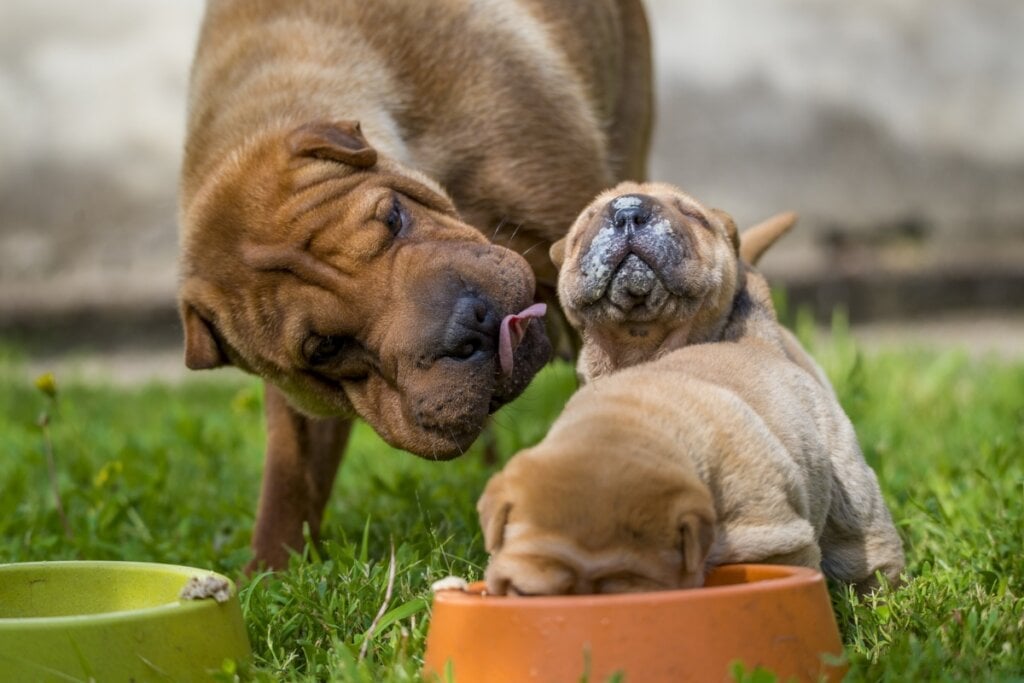 A alimentação do shar pei deve ser de alta qualidade, rica em proteínas e adequada ao seu porte e nível de atividade (Imagem: Tanja Tatic | Shutterstock)