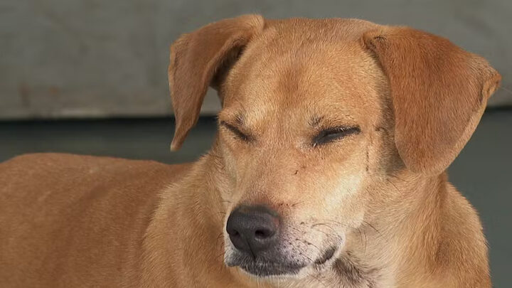 Cão Caramelo espera ao lado de hospital por oito anos após morte de tutora