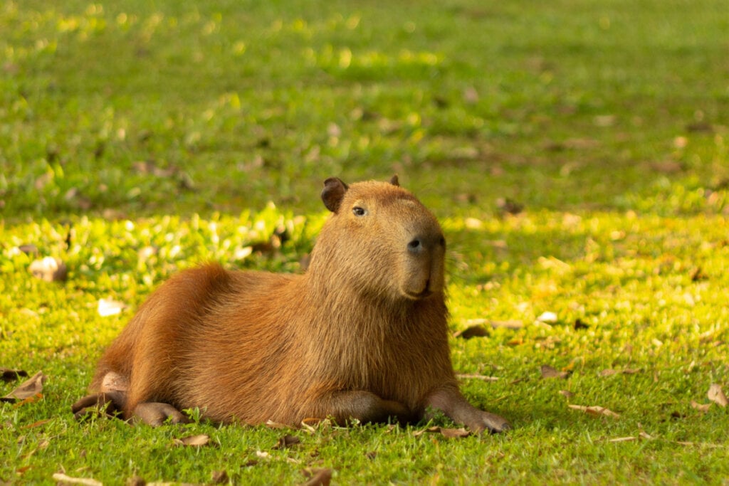 A capivara costuma em grandes grupos liderados por machos (Imagem: Steph Mattioli | ShutterStock)