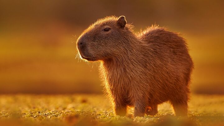 A capivara pode ser encontrada em áreas úmidas da América do Sul, como pântanos, rios e lagos (Imagem: Ondrej Prosicky | ShutterStock)