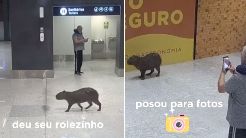 Capivara caminhou por espaços do terminal de Florianópolis e até posou para fotos (Foto: Instagram Floripa Airport, Reprodução)