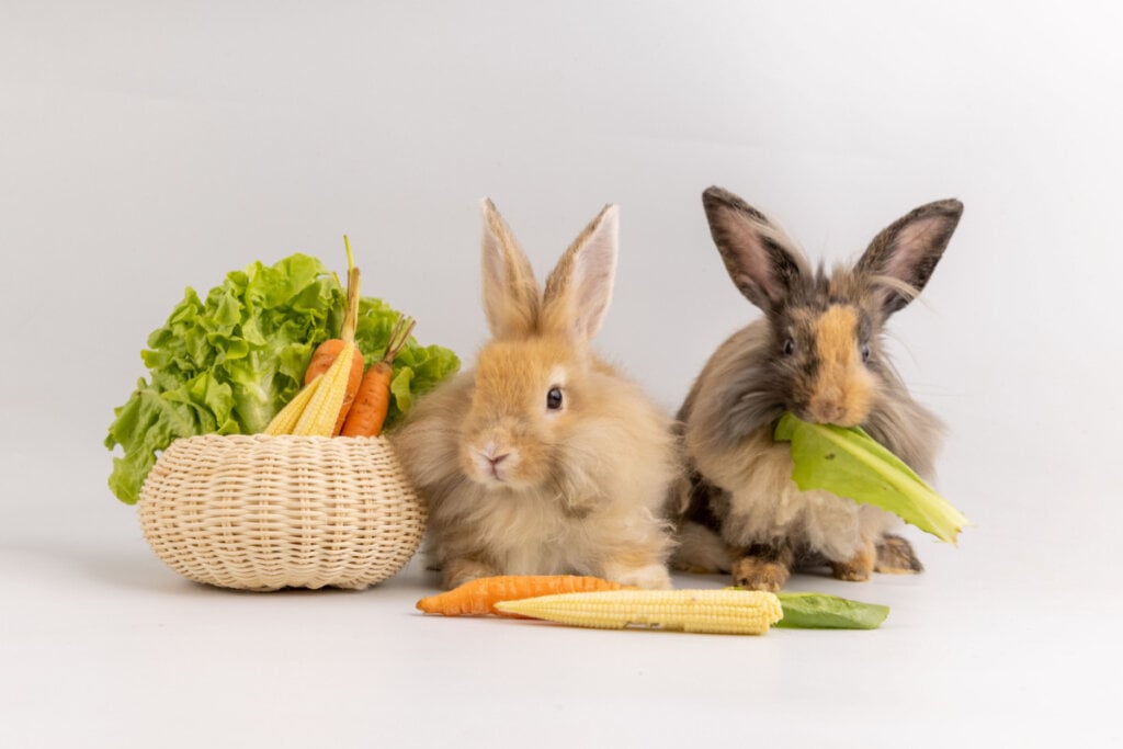 Frutas e legumes devem ser oferecidos com moderação aos coelhos (Imagem: UNIKYLUCKK | Shutterstock)