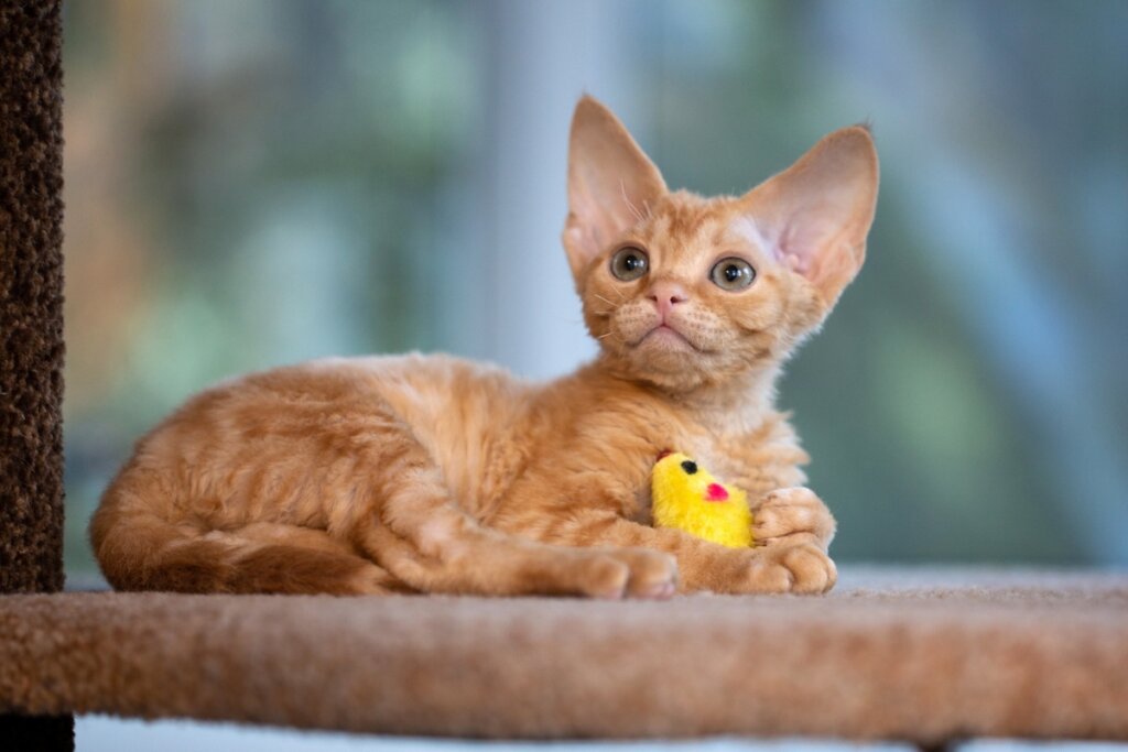 Chopper é um nome perfeito para um gato pequeno e fofinho (Imagem:  KhJuliette | Shutterstock)