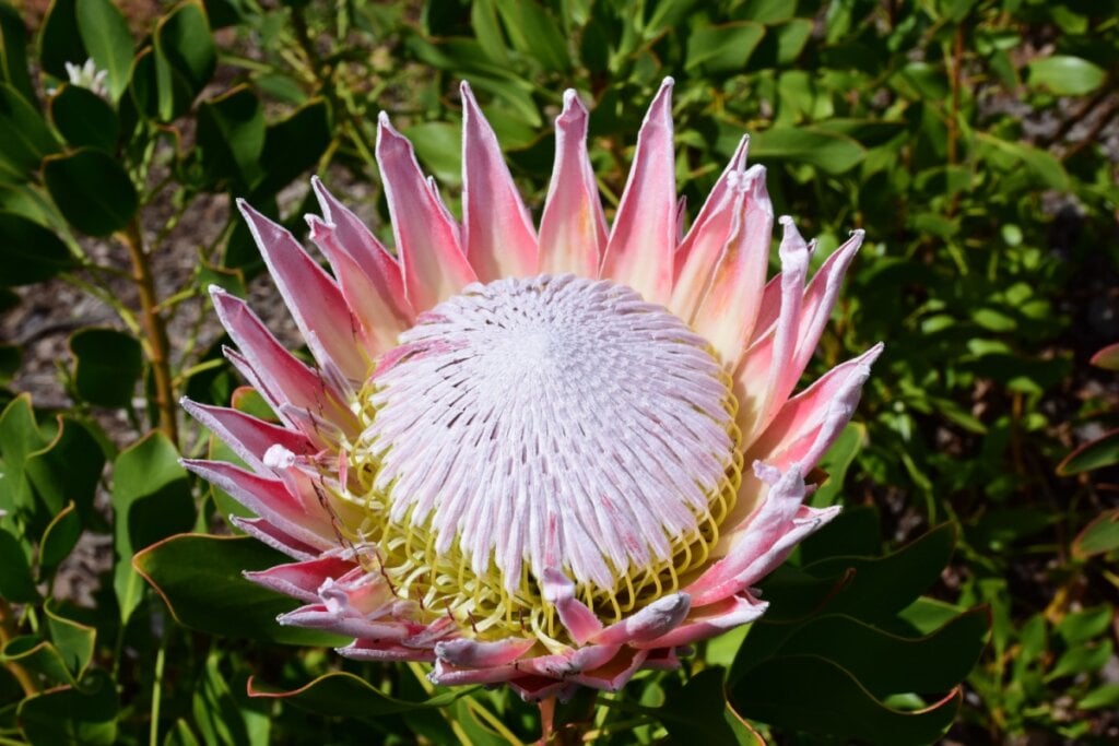 Na primavera, é possível ver as proteas, flores nativas da Cidade do Cabo (Imagem: Old Mill Photography | Shutterstock)