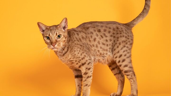 O gato ocicat tem uma personalidade extremamente amigável e sociável (Imagem: Nynke van Holten | Shutterstock)