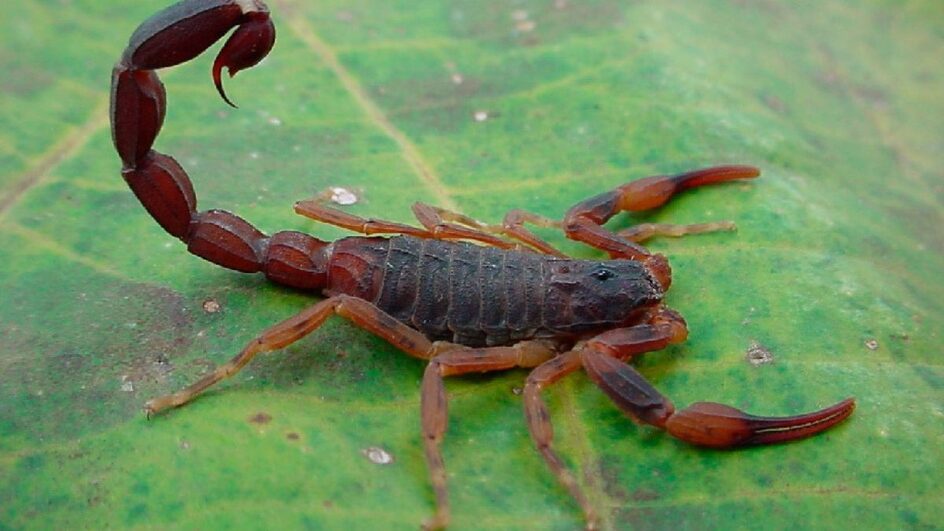 Picada de escorpião em uma mulher aconteceu no Oeste de SC.