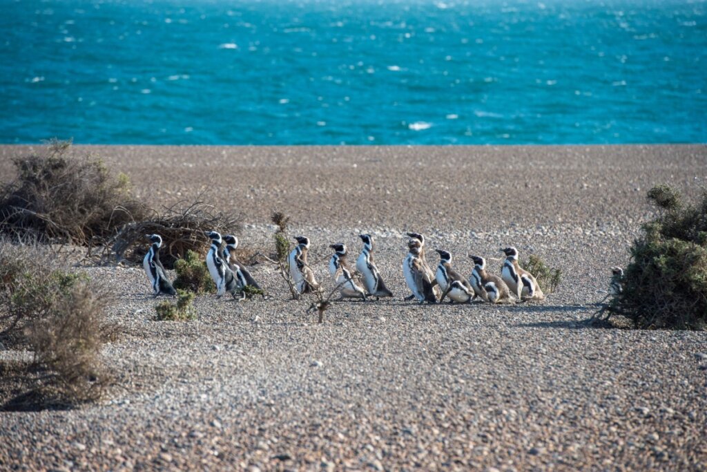 Na Patagônia, é possível visitar a Pinguinera Punta Tombo, maior colônia de pinguins da América do Sul (Imagem: Andrea Izzotti | Shutterstock)
