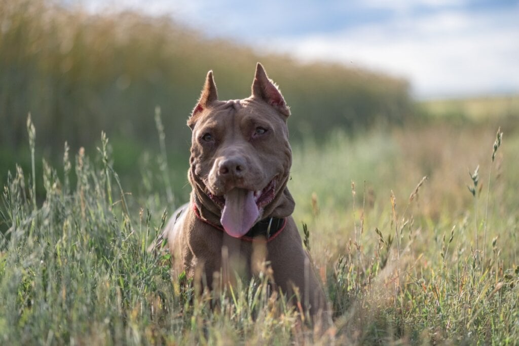 O pitbull terrier americano é um cão leal e protetor com pelagem curta e brilhante, ideal para famílias (Imagem: shymar27 | Shutterstock)
