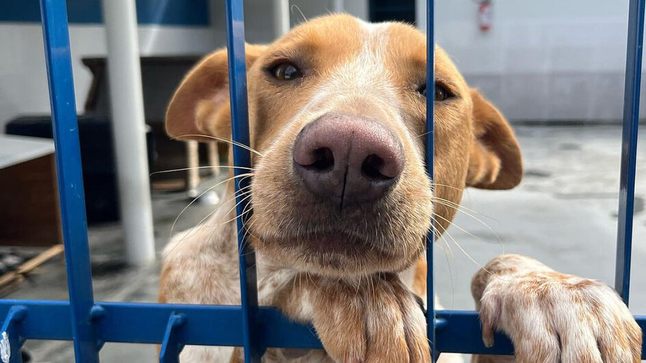 Programa do Governo do Estado visa castrar 80 mil animais em SC