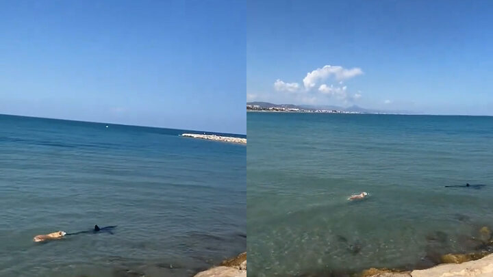 Vídeo: Cachorro nada e morde um tubarão em praia na Espanha