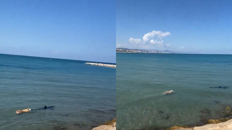 Vídeo: Cachorro nada e morde um tubarão em praia na Espanha
