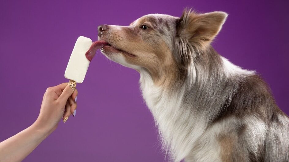 Oferecer sorvetes caseiros é uma forma saborosa de manter os pets frescos e hidratados (Imagem: Daria Bystritskaia | Shutterstock)
