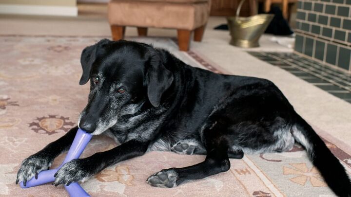 Brinquedos simples são uma ótima atividade para os cachorros idosos (Imagem: Anna Hoychuk | Shutterstock)