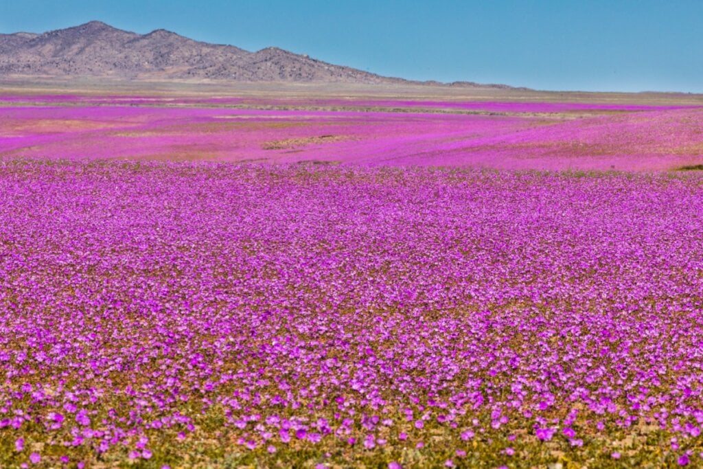 Durante a primavera, o Deserto do Atacama fica coberto das flores que resistem ao clima rigoroso (Imagem: abriendomundo | Shutterstock)
