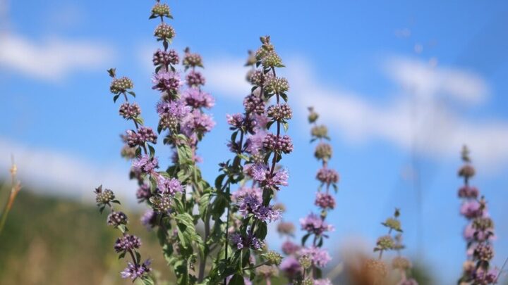 A erva poejo é uma planta medicinal multifuncional (Imagem: AGabriel_Photo | Shutterstock)