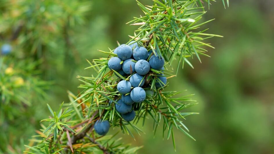 As bagas da erva de zimbro têm diversas propridades medicinais (Imagem: Adam Radosavljevi | Shutterstock)