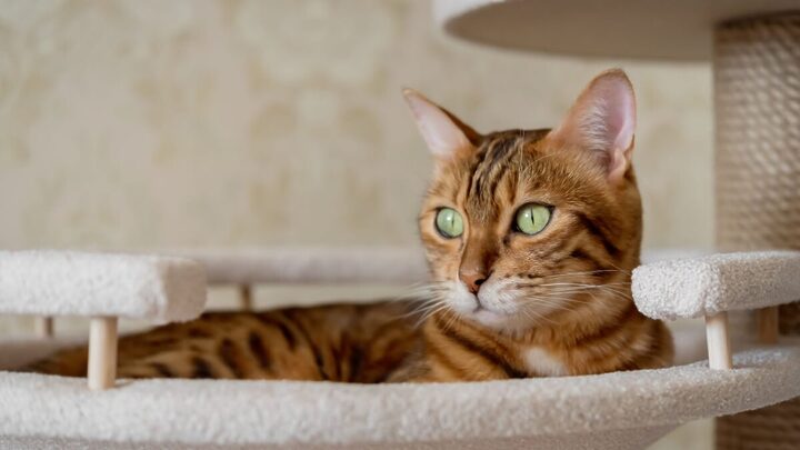 Veja opções de nomes para o seu gato inspirados em Dragon Ball (Imagem: Svetlana Rey | Shutterstock)