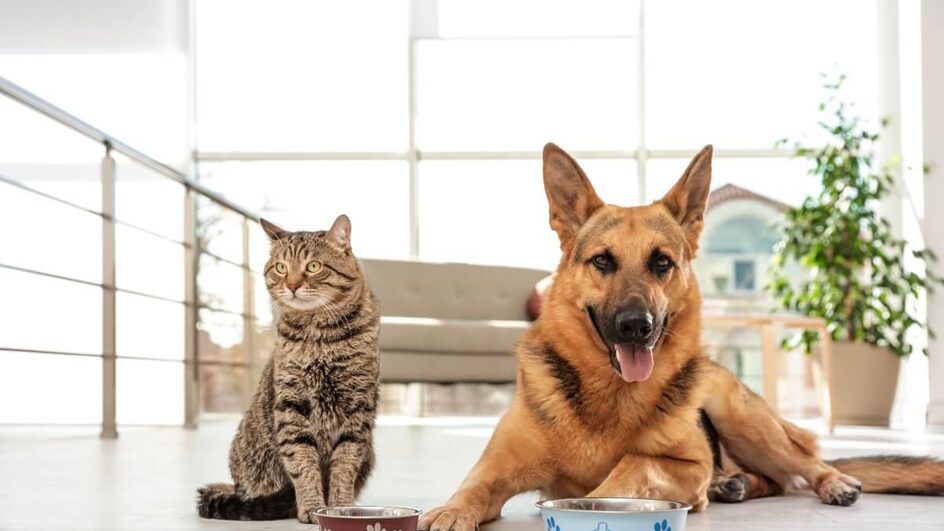 Mudar a ração do seu pet exige planejamento e cuidado para evitar desconfortos alimentares (Imagem: New Africa | Shutterstock)