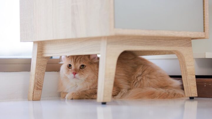É normal que gatos busquem esconderijos, como embaixo dos móveis, até se adaptarem ao ambiente (Imagem: Bangkok Click Studio | Shutterstock)
