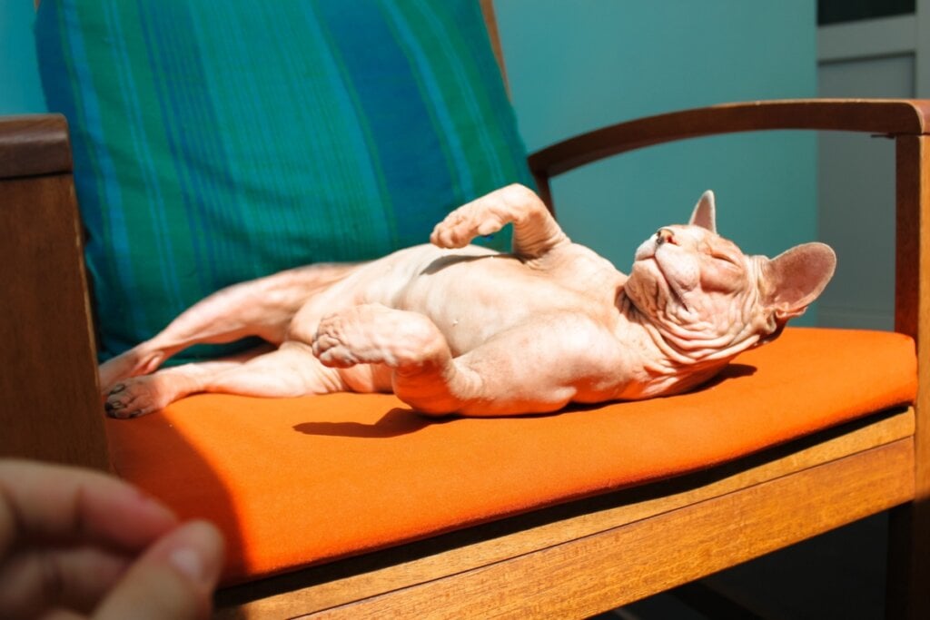 O personagem Beerus foi inspirado em um gato da raça sphynx (Imagem: Al More | Shutterstock)
