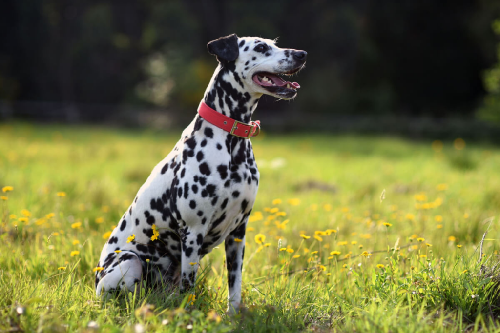 Elegante e atlético, o dálmata tem pelagem curta que não necessita de tosa (Imagem: Fran Estevez | Shutterstock)