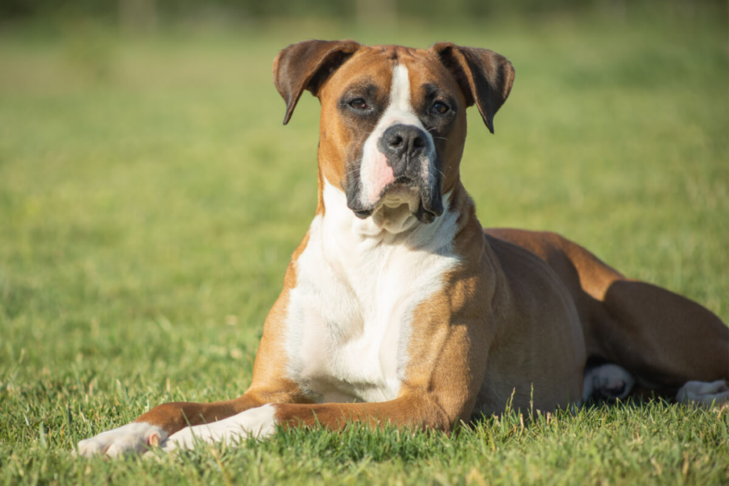 O boxer é uma raça alemã com pelagem curta e brilhante, conhecida por ser brincalhona e protetora (Imagem: ibanezfilm | Shutterstock)