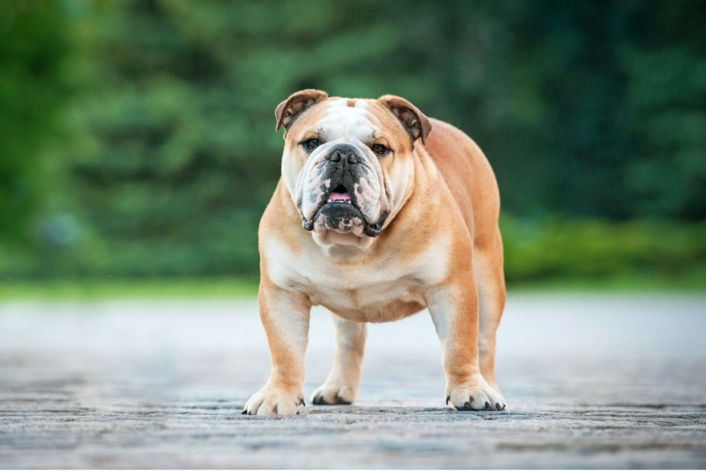 O buldogue inglês é um cão robusto e com pelagem curta (Imagem: Rita_Kochmarjova | Shutterstock)