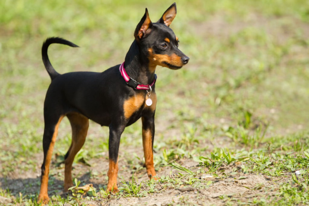 Pequeno e enérgico, o pinscher miniatura tem pelagem curta e demanda pouca manutenção (Imagem: Labrador Photo Video | Shutterstock)