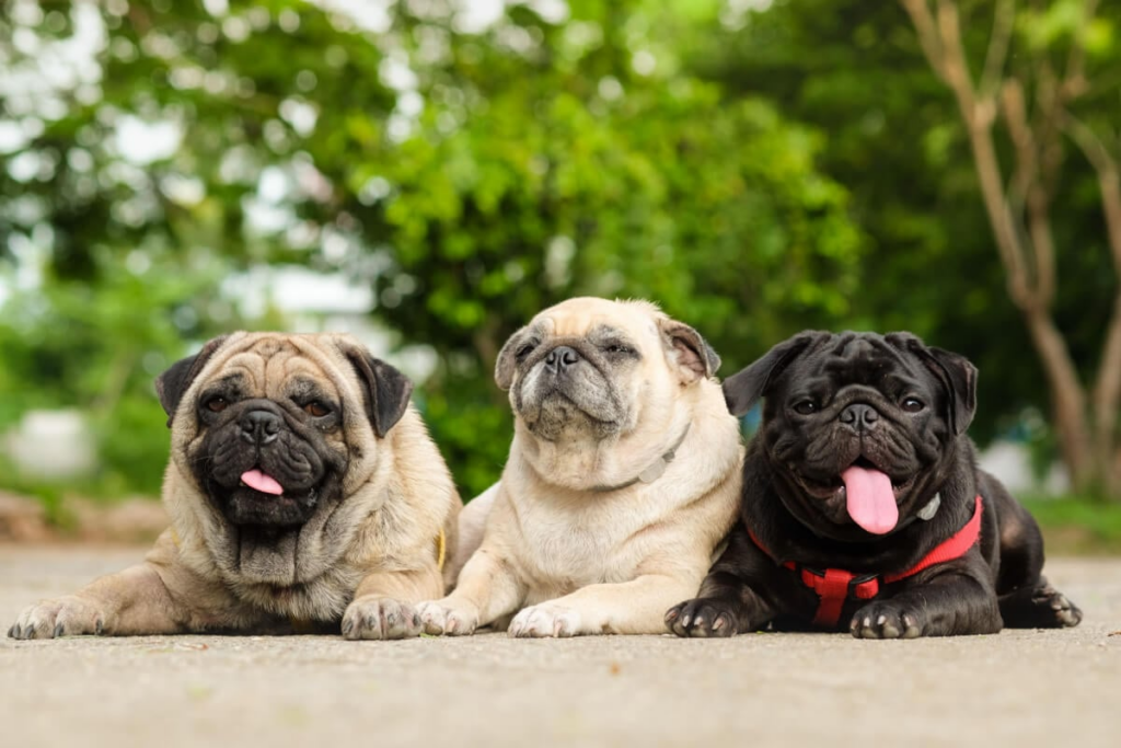 Com pelagem curta e macia, o pug é um companheiro afetuoso e de fácil cuidado (Imagem: Ezzolo | Shutterstock)