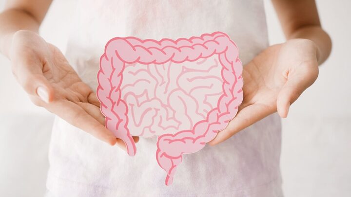 O intestino é fundamental para a digestão e absorção de nutrientes (Imagem: SewCreamStudio | Shutterstock)