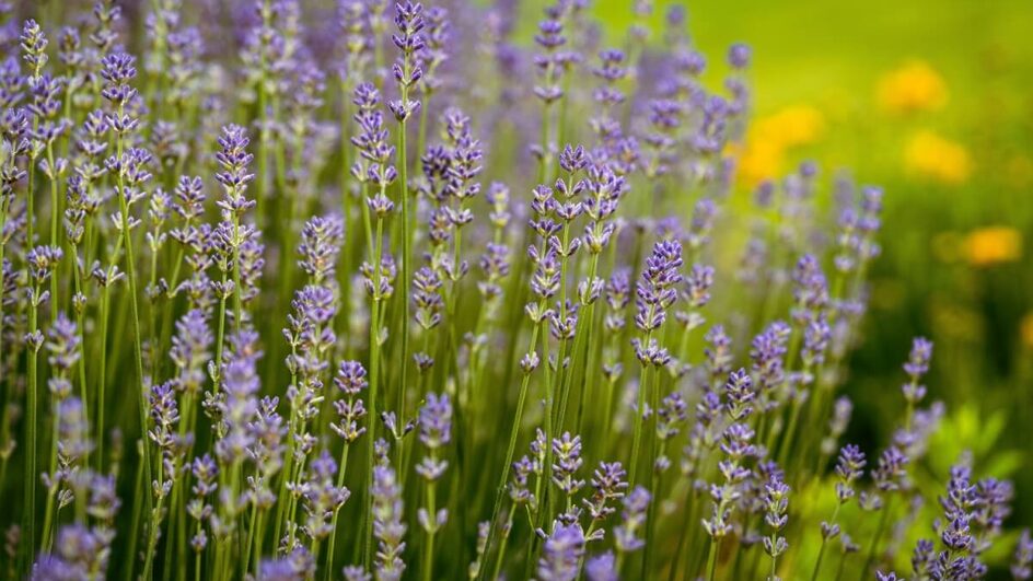 A lavanda é conhecida por ajudar a acalmar e relaxar o corpo (Imagem: foto_molka | Shutterstock)