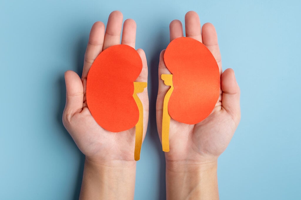 De acordo com filosofias orientais, os rins armazenam a energia vital herdada dos pais, influenciando a longevidade e a saúde geral (Imagem: PBXStudio | Shutterstock)