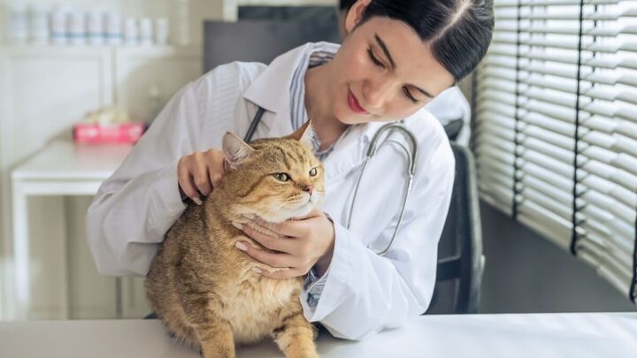 A gripe é uma doença que também pode afetar os animais de estimação (Imagem: Mongkolchon Ak | Shutterstock)