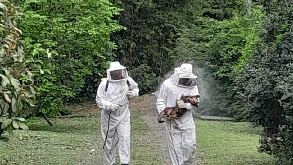 Ataque de abelhas deixa cães gravemente feridos no Sul de SC